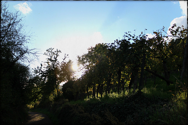 Zwischen den Weinbergen