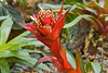 Red Guzmania – Botanical Garden, Montréal, Québec