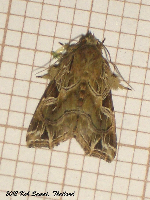 KS036 Callopistria flavitincta