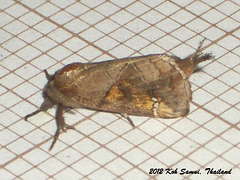 KS039 Clostera costicomma (Hampson, [1893])