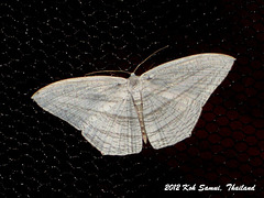 KS041 Acropteris leptaliac