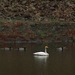 Whooper Swan and friends