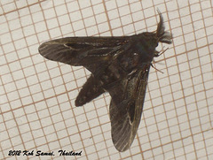 KS043 Dappula tertius (Templeton, 1847)
