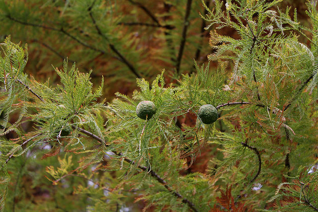 Taxodium distichum (4)