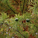 Taxodium distichum (4)