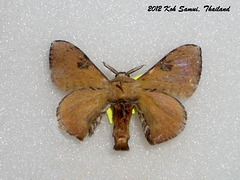 KS064 Trilocha varians (set)