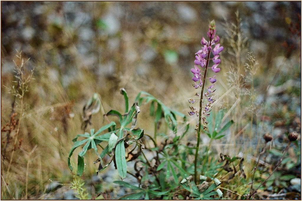Lupin in mid-November