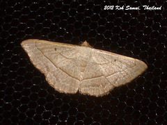 KS066 Petrophora sp?