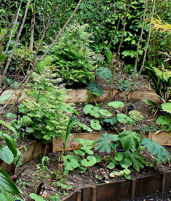 Derrière l'armoire - Jardin  12 - Sorbaria - Petasites- Tetrapanax