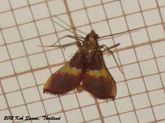 KS070 Endotricha mesenterialis