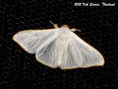 KS071 Arctornis micacea