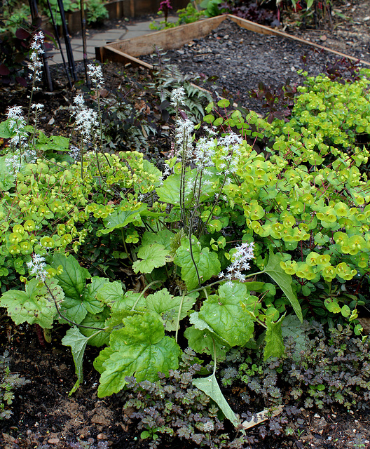 Derrière l'armoire - Jardin  12 - Tiarella 'Tiger Stripe'