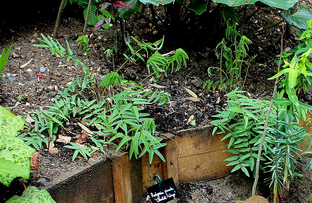 Derrière l'armoire - Jardin  12 -Sanguisorba tenuifolia 'Purpurea'