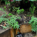 Derrière l'armoire - Jardin  12 -Sanguisorba tenuifolia 'Purpurea'
