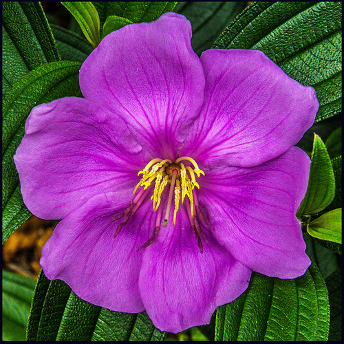 Tibouchina