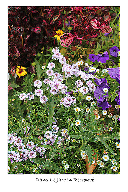 Dans Le Jardin Retrouve - Honfleur - 24.10.2010