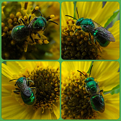 Halictid Bee on Sunflower Collage
