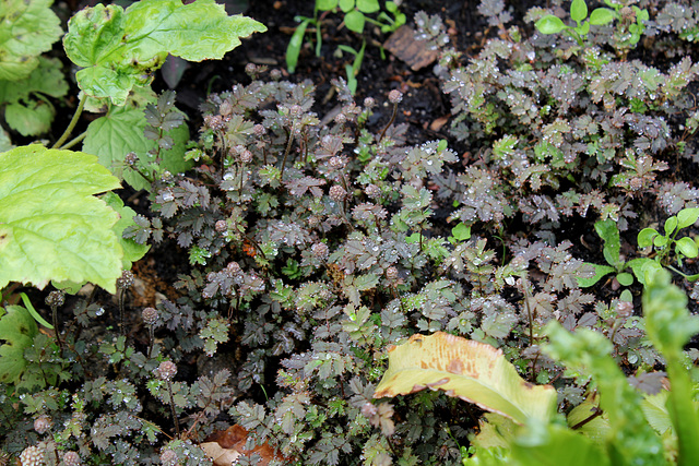 Derrière l'armoire - Jardin  12- Acaena microphylla 'Kupferteppich'