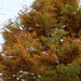 Taxodium distichum (5)