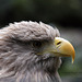 Seeadler (Wilhelma)