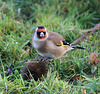 Goldy looking a bit bad tempered !!