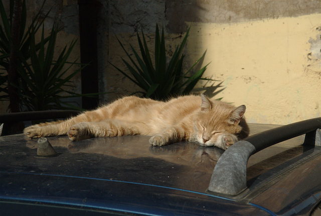 Rome, November 2013