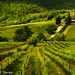 Chianti wine country 052614-Edit
