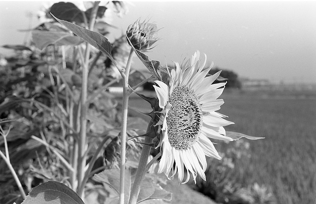 Morning sun in the sunflower