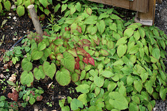 Derrière l'armoire - Jardin  12 - Epimedium