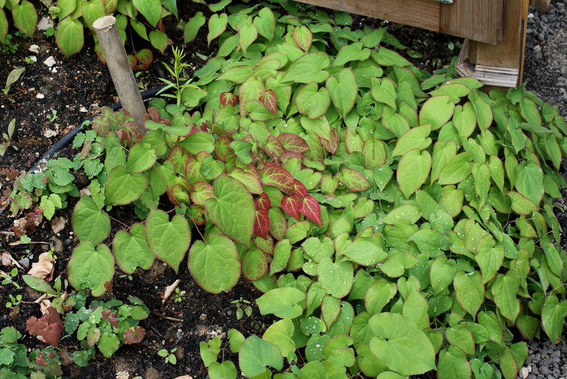 Derrière l'armoire - Jardin  12 - Epimedium