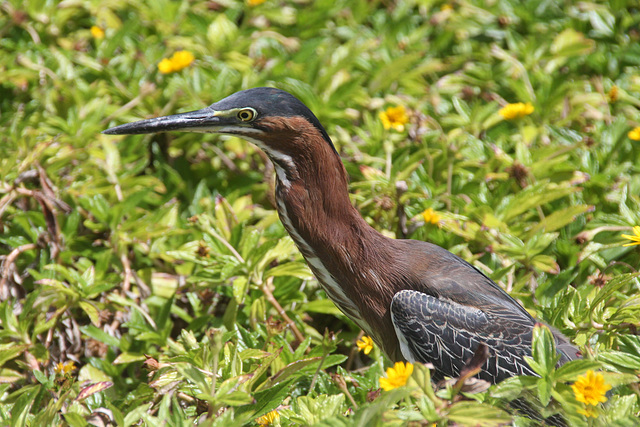 Green Heron