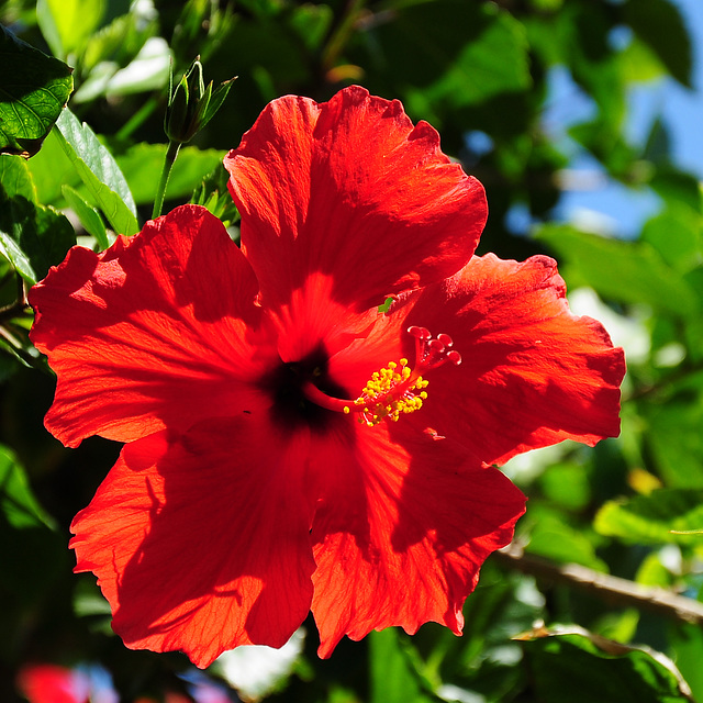 Hibiskusblüte