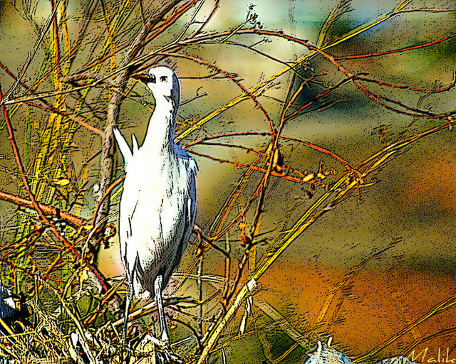 Aigrette..!