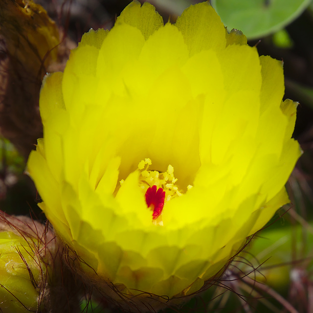 Fleur de cactus