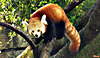 Le petit Panda.