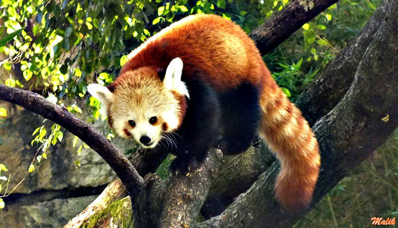 Le petit Panda.