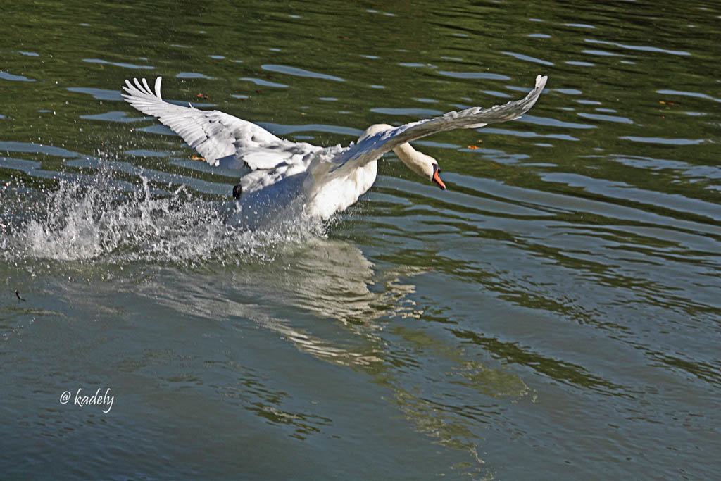 IMG 0338  cygne attaque  BLOG