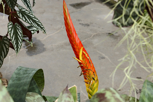 "Flaming Sword" – Botanical Garden, Montréal, Québec