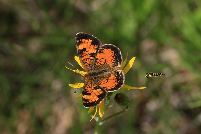 Butterfly and Hoverfly