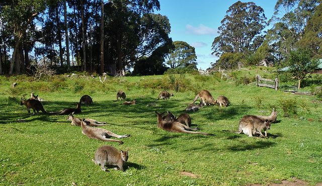 Tassie trip