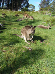 Tassie trip