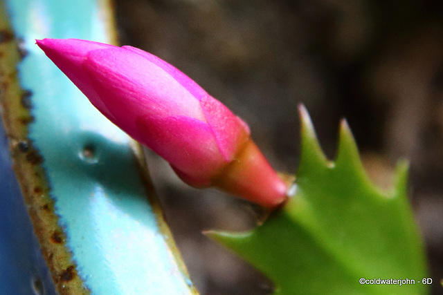 Christmas Cacti Flowering