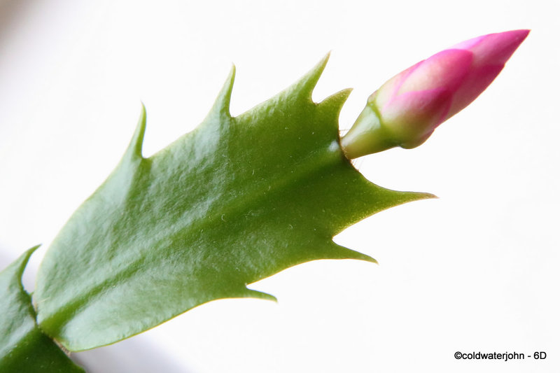 Christmas Cacti Flowering