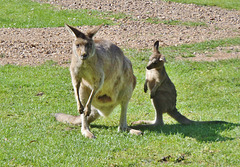 Tassie trip