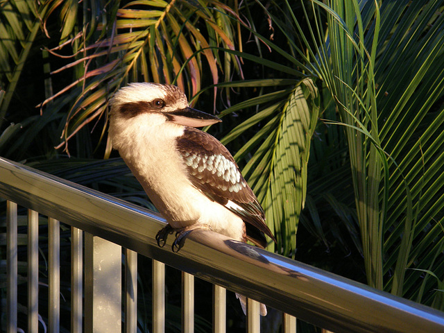 Kookaburra, Hamilton Island, Whitsundays, Queensland, Australia