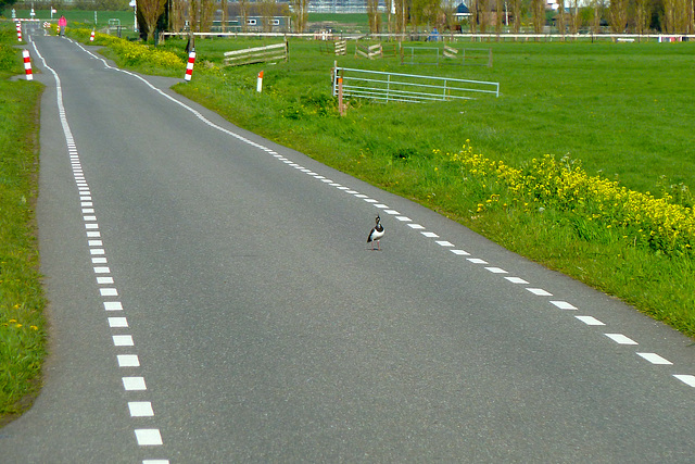 Lapwing on the road