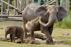 Elephant Baby Sitting 111213