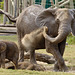 Elephant Baby Sitting 111213