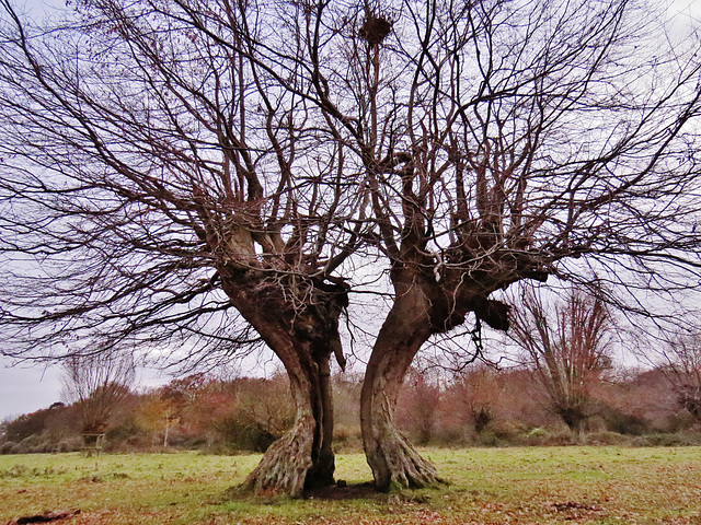 hatfield forest, essex