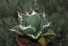 Agave titanota